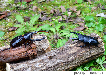 クワガタ × カブトムシ クワガタ × カブトムシ 80807921
