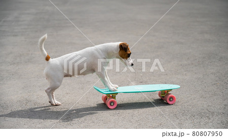 Jack russell terrier dog rides a penny board outdoors 80807950
