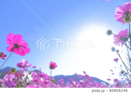 太陽と秋桜 80808246