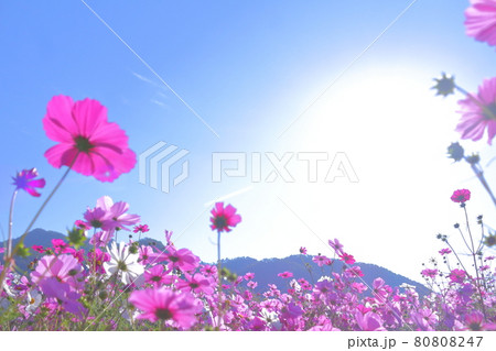 太陽と秋桜 80808247