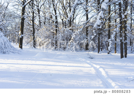 Snow-covered Park on a clear day at sunset. Snow-covered Park on a clear day at sunset. 80808283