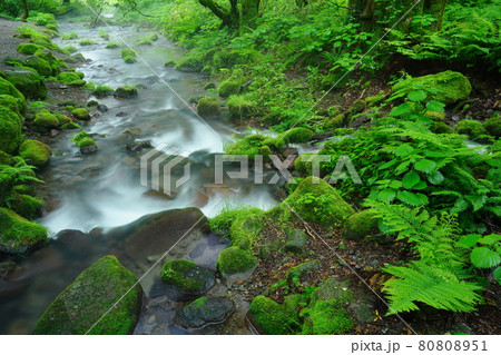 奥大山の美味しい水 奥大山の美味しい水 80808951