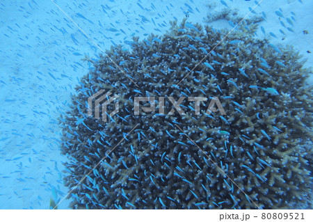 デバスズメダイと珊瑚礁 沖縄の海 デバスズメダイと珊瑚礁 沖縄の海 80809521