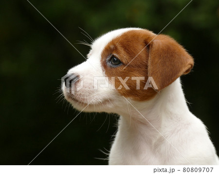 Beautiful male terrier puppy outdoors in park 80809707