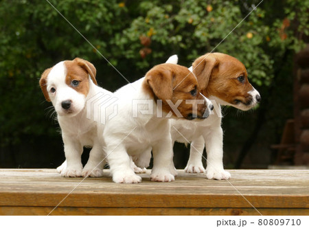 Crowd of jack russell terrier puppies 80809710