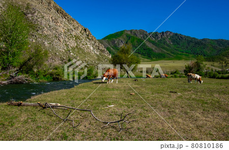 Cows graze on the banks of a stream in the Altai Republic Cows graze on the banks of a stream in the Altai Republic 80810186