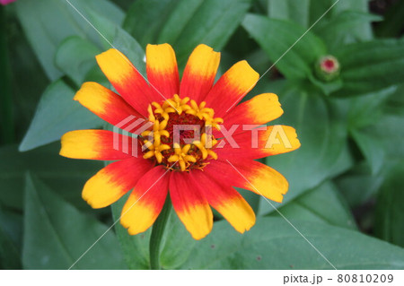 カラフルな百日草 80810209