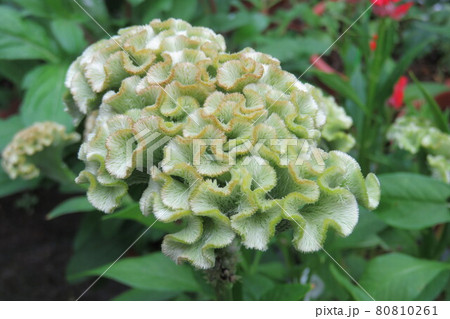 ケイトウの花 ケイトウの花 80810261