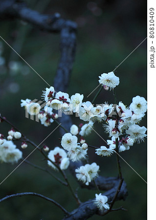 寒さに耐え気品よく咲く 寒さに耐え気品よく咲く 80810409