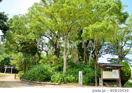 三木城跡 天守台跡 三木城跡 天守台跡 80810430