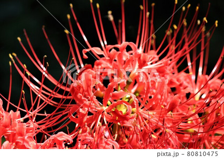 不吉なイメージの強い曼珠沙華の花 不吉なイメージの強い曼珠沙華の花 80810475