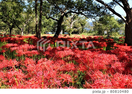 法華経では彼岸花は天界に咲く花 法華経では彼岸花は天界に咲く花 80810480