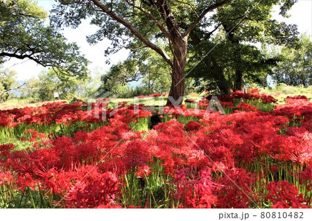 華やかな花なのに不吉な別名が多い彼岸花 華やかな花なのに不吉な別名が多い彼岸花 80810482