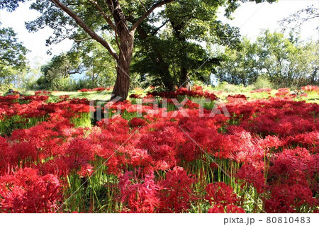 訪れる人もまばらな湖北の花園 訪れる人もまばらな湖北の花園 80810483