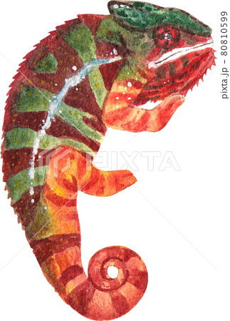 Chameleon watercolor 80810599