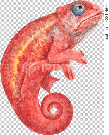 Chameleon watercolor Chameleon watercolor 80810600
