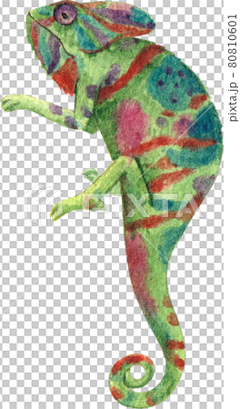 Chameleon watercolor 80810601