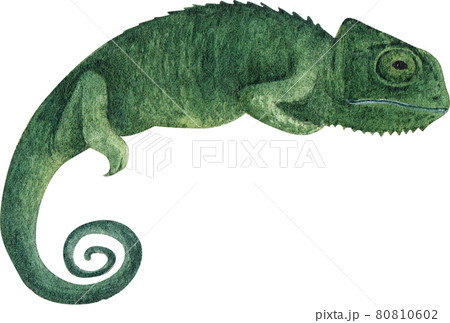 Chameleon watercolor Chameleon watercolor 80810602