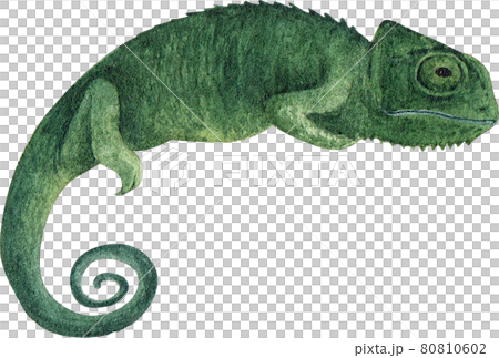 Chameleon watercolor Chameleon watercolor 80810602