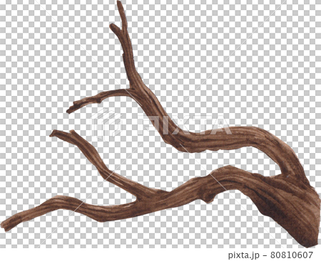 tree branch watercolor tree branch watercolor 80810607
