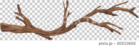 tree branch watercolor tree branch watercolor 80810608