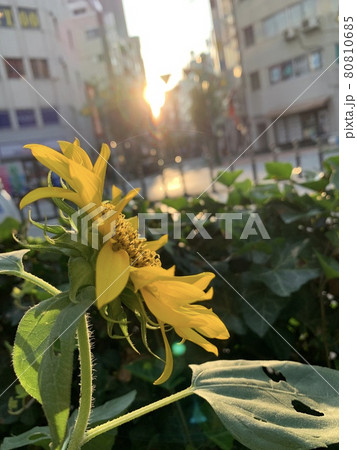 花 花 80810685