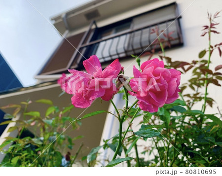 花 花 80810695