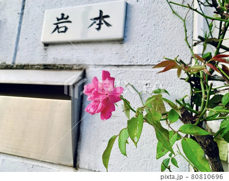 花 80810696