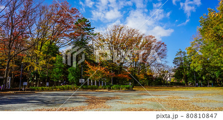 将軍池公園の紅葉（東京都世田谷区） 80810847