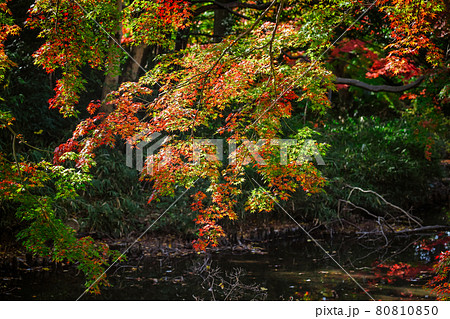 将軍池公園の紅葉（東京都世田谷区） 80810850