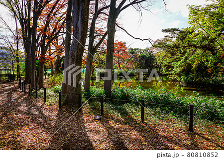 将軍池公園の紅葉（東京都世田谷区） 80810852