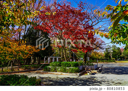 将軍池公園の紅葉(東京都世田谷区) 将軍池公園の紅葉(東京都世田谷区) 80810853