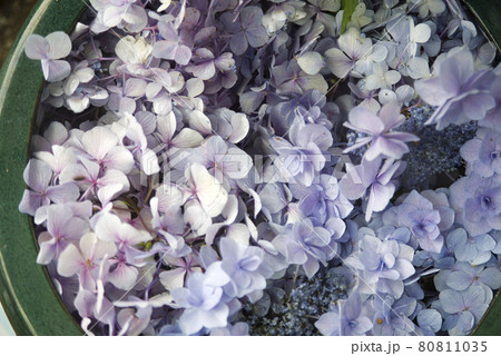 水面に紫陽花の花が浮かんでいます。 水面に紫陽花の花が浮かんでいます。 80811035