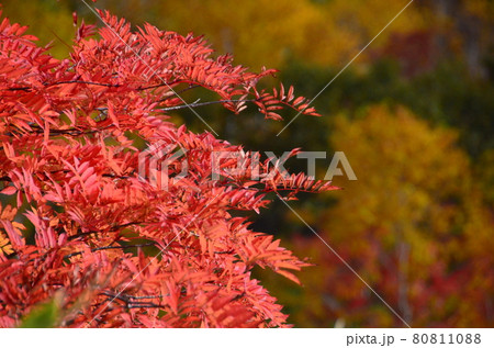 紅葉真っ盛りのナナカマド 80811088