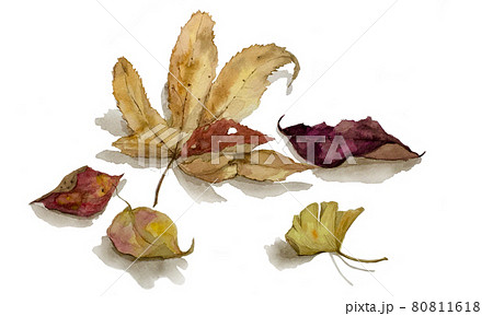 紅葉した落ち葉 紅葉した落ち葉 80811618