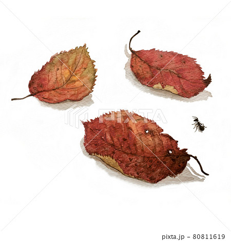 落ち葉の間を通るアリ 落ち葉の間を通るアリ 80811619