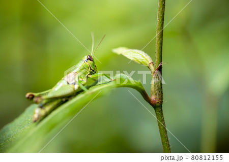 葉の上にとまるフキバッタ 80812155