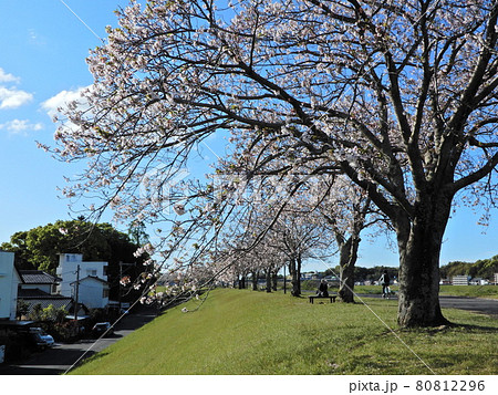 大淀川の堤防の桜 大淀川の堤防の桜 80812296