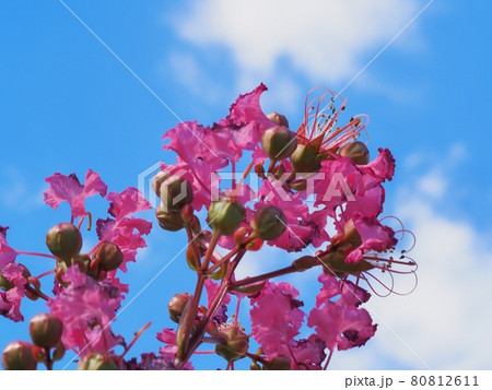 サルスベリの花 80812611