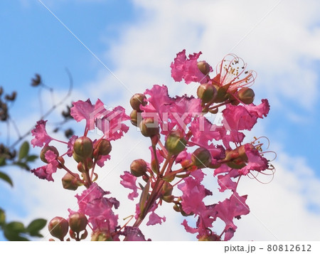 サルスベリの花 サルスベリの花 80812612