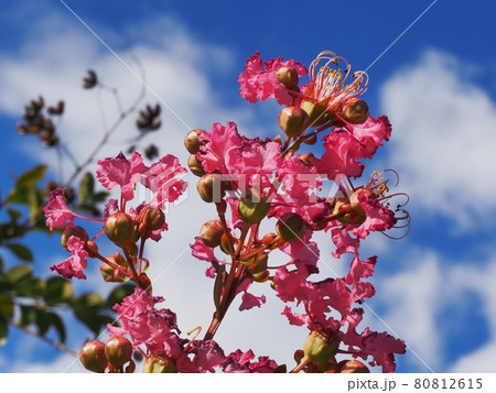 サルスベリの花 80812615