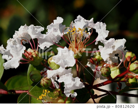 白いサルスベリの花 白いサルスベリの花 80812620