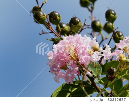 サルスベリの花 80812627