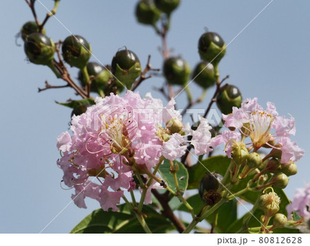 サルスベリの花 サルスベリの花 80812628
