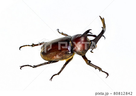 カブトムシ 80812842