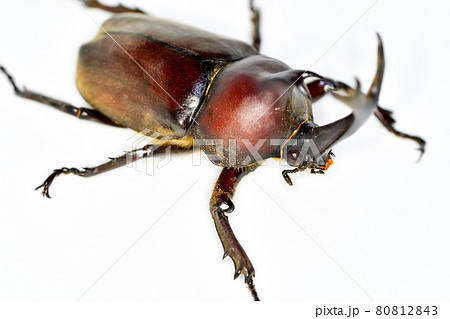 カブトムシ 80812843