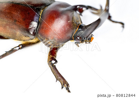 カブトムシ 80812844