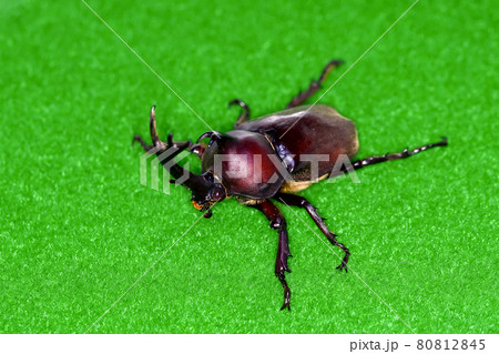 カブトムシ 80812845