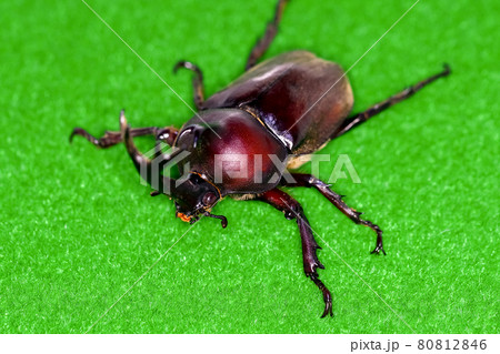 カブトムシ 80812846