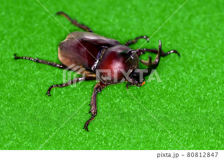 カブトムシ 80812847